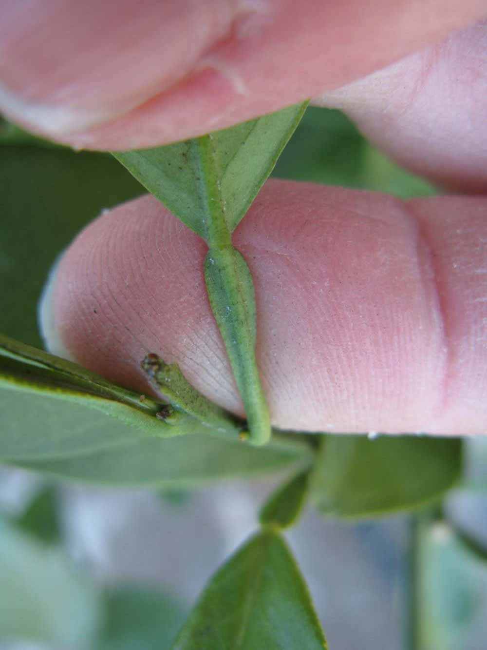              Petiole (Winter Haven, FL)       